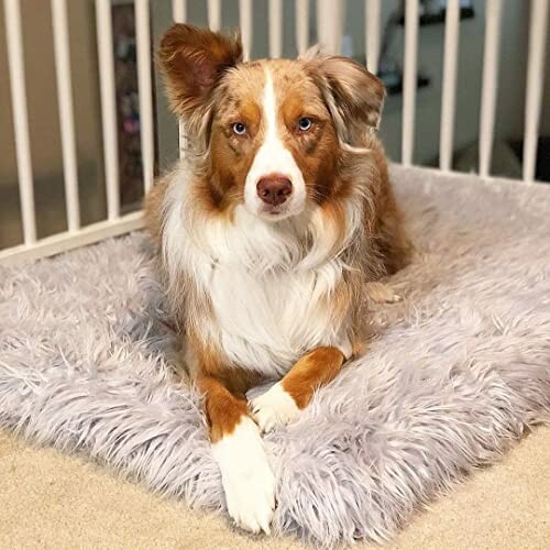 Australian Shepherd dog lying on a fluffy bed.