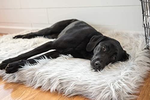 Black dog lying on a fluffy white rug indoors.