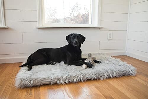 Black dog lying on a fluffy gray rug in a bright room.