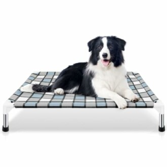 Border Collie lying on a plaid elevated dog bed