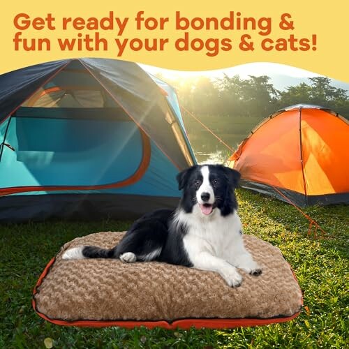 Dog sitting on a cushion in front of tents outdoors.