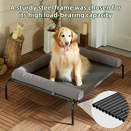 Dog sitting on elevated bed with steel frame.