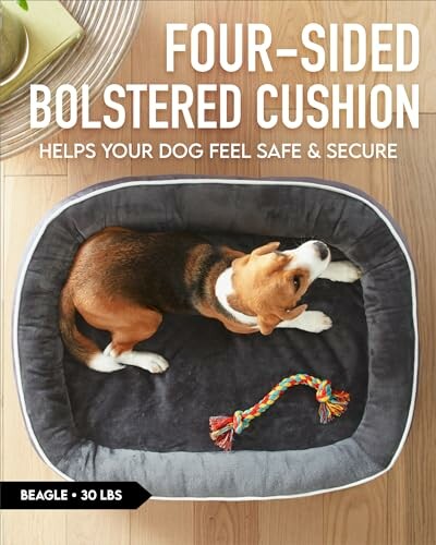 Beagle on four-sided bolstered cushion with toy