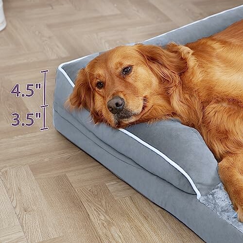 Golden retriever lying on a gray dog bed with height measurements.