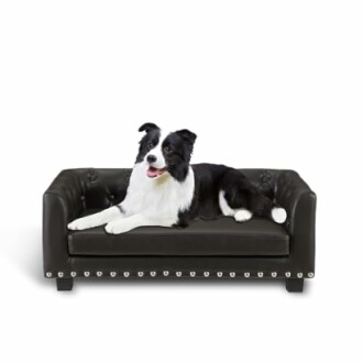 Black and white dog on a black leather sofa