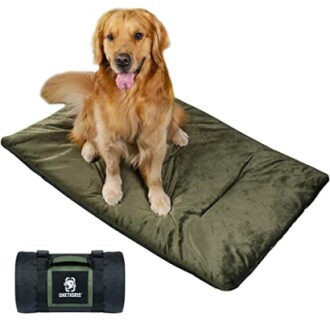 Golden retriever sitting on a green camping mat with a rolled-up mat beside.