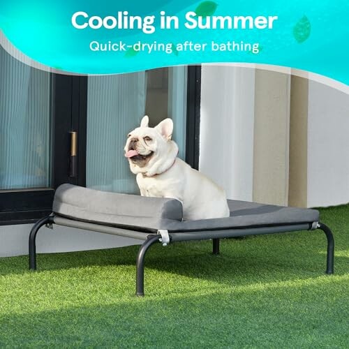 A dog sitting on an elevated cooling bed outdoors.