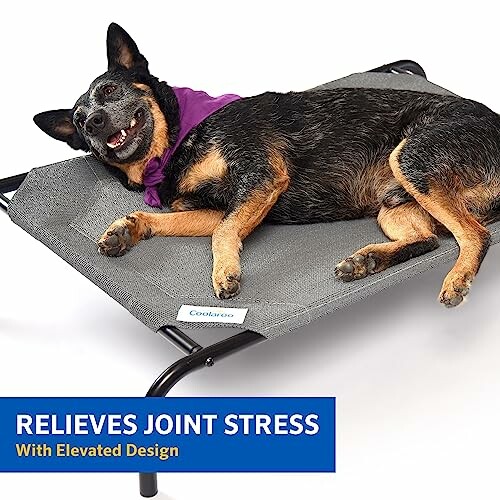 Dog lying on an elevated bed to relieve joint stress.