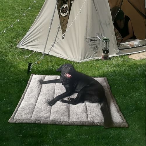 Black dog lying on a mat outside a tent on grass