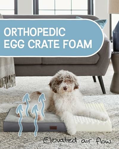 Dog lying on orthopedic egg crate foam bed in living room.