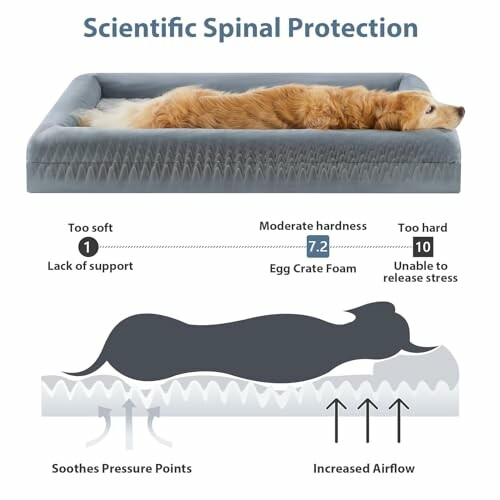 Dog lying on an orthopedic foam bed with spinal support illustration.