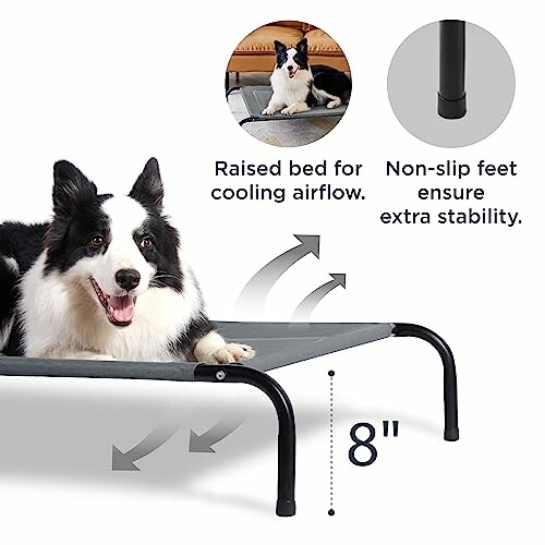 Black and white dog on a raised pet bed with stability features.