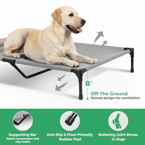 Labrador on elevated dog bed with features like supporting bar, rubber feet, and joint stress relief.