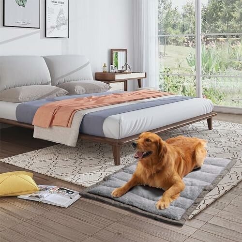 Dog lying on rug in a modern bedroom