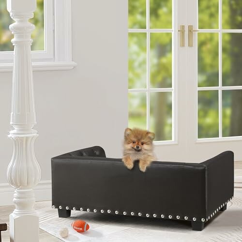 Pomeranian puppy on a black dog sofa near a bright window.