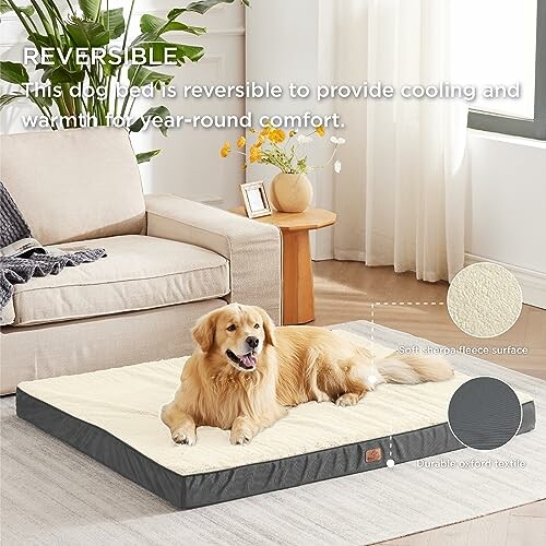 Golden retriever lying on a reversible dog bed in a living room.